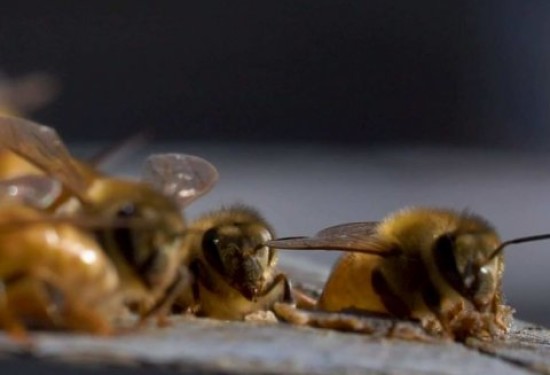 Harry Perkins Institute of Medical Research study finds honeybee venom rapidly kills aggressive breast cancer cells