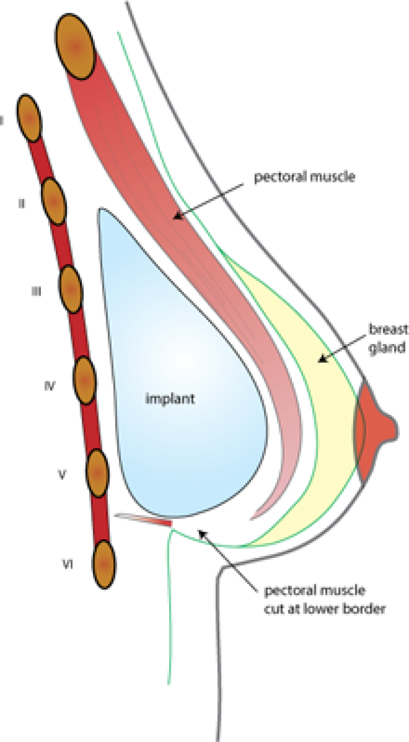 fig3muscle