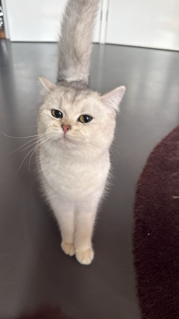 whatsapp-image-2026-02-17-at-113307-1