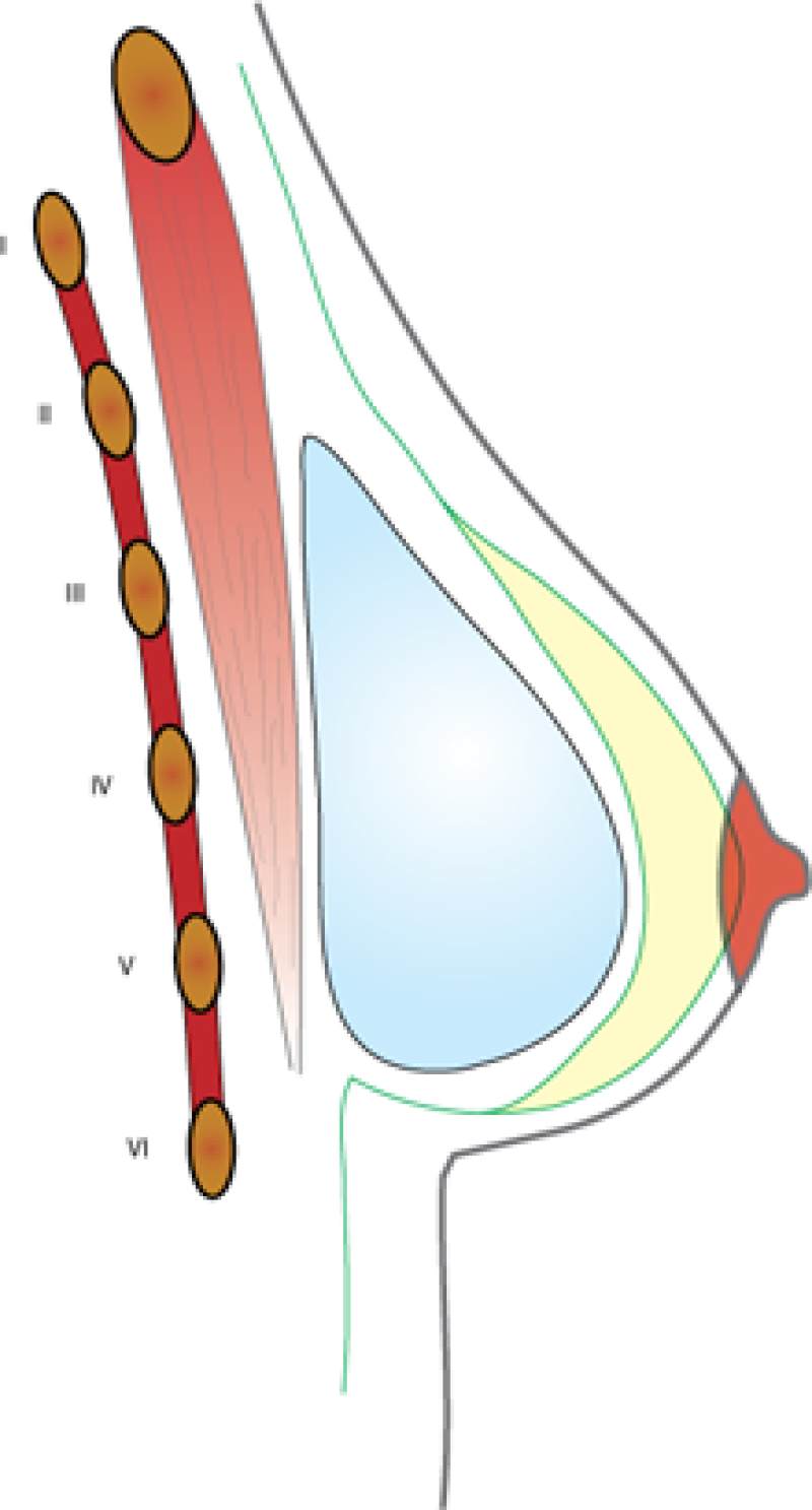 fig2muscle