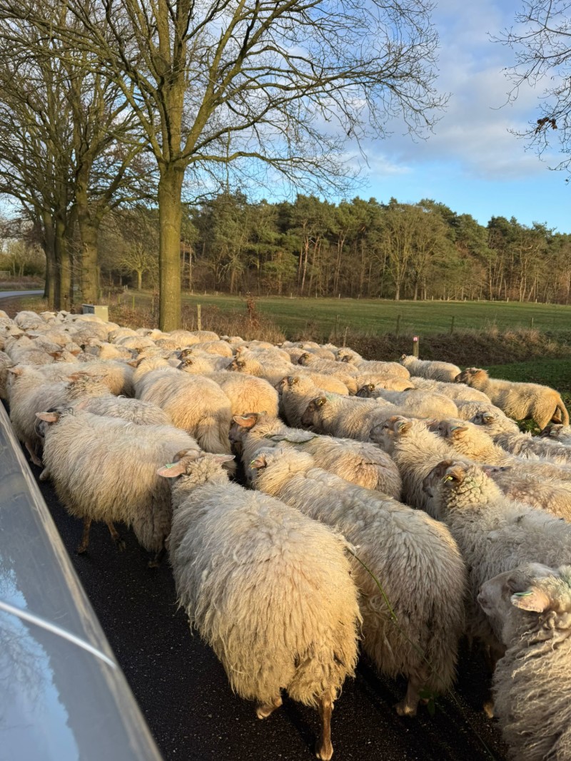 4ddec7cc-53e6-4484-8726-274b2e970217