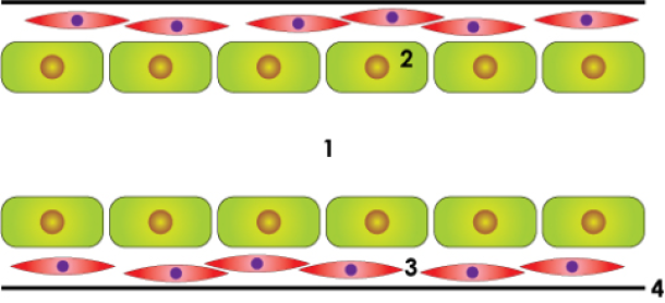 normal-duct